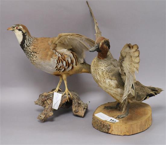 A taxidermic partridge and duck
